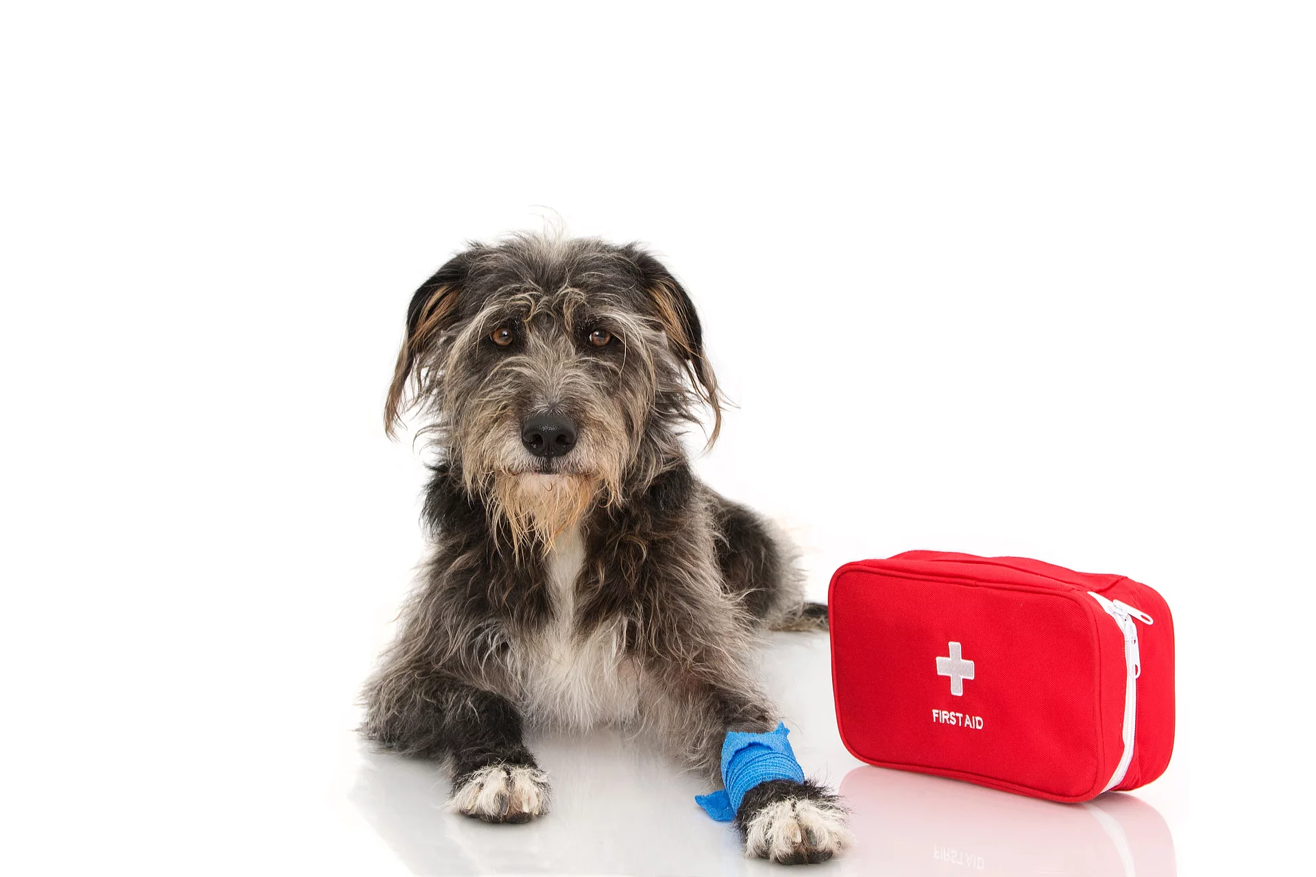 Ein grauer Hund mit Schlappohren und langem Fell liegt auf dem Boden neben einem roten Erste-Hilfe-Set. An seiner linken Vorderpfote hat er einen blauen Verband.