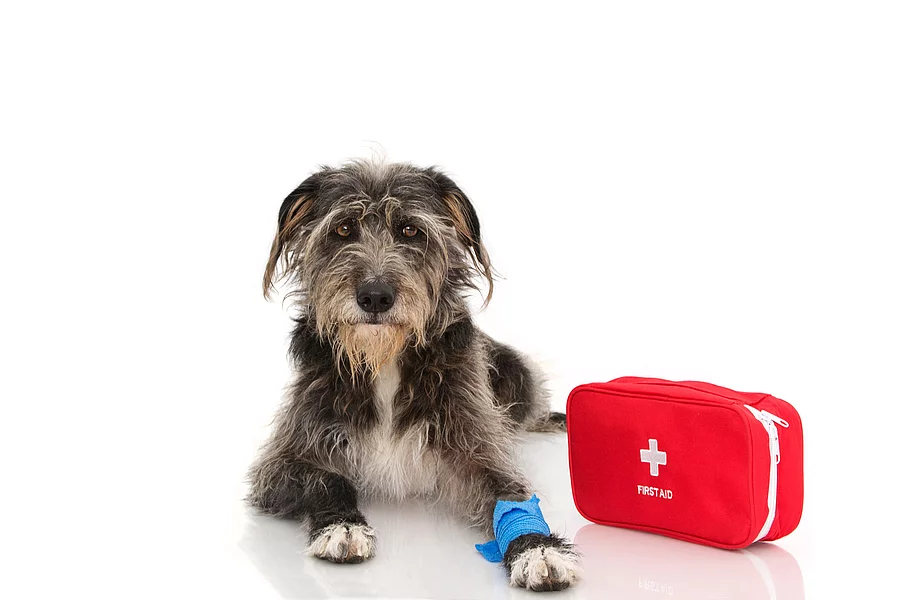 Ein grauer Hund mit Schlappohren und langem Fell liegt auf dem Boden neben einem roten Erste-Hilfe-Set. An seiner linken Vorderpfote hat er einen blauen Verband.