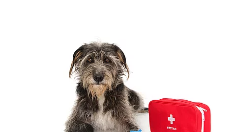 Ein grauer Hund mit Schlappohren und langem Fell liegt auf dem Boden neben einem roten Erste-Hilfe-Set. An seiner linken Vorderpfote hat er einen blauen Verband.