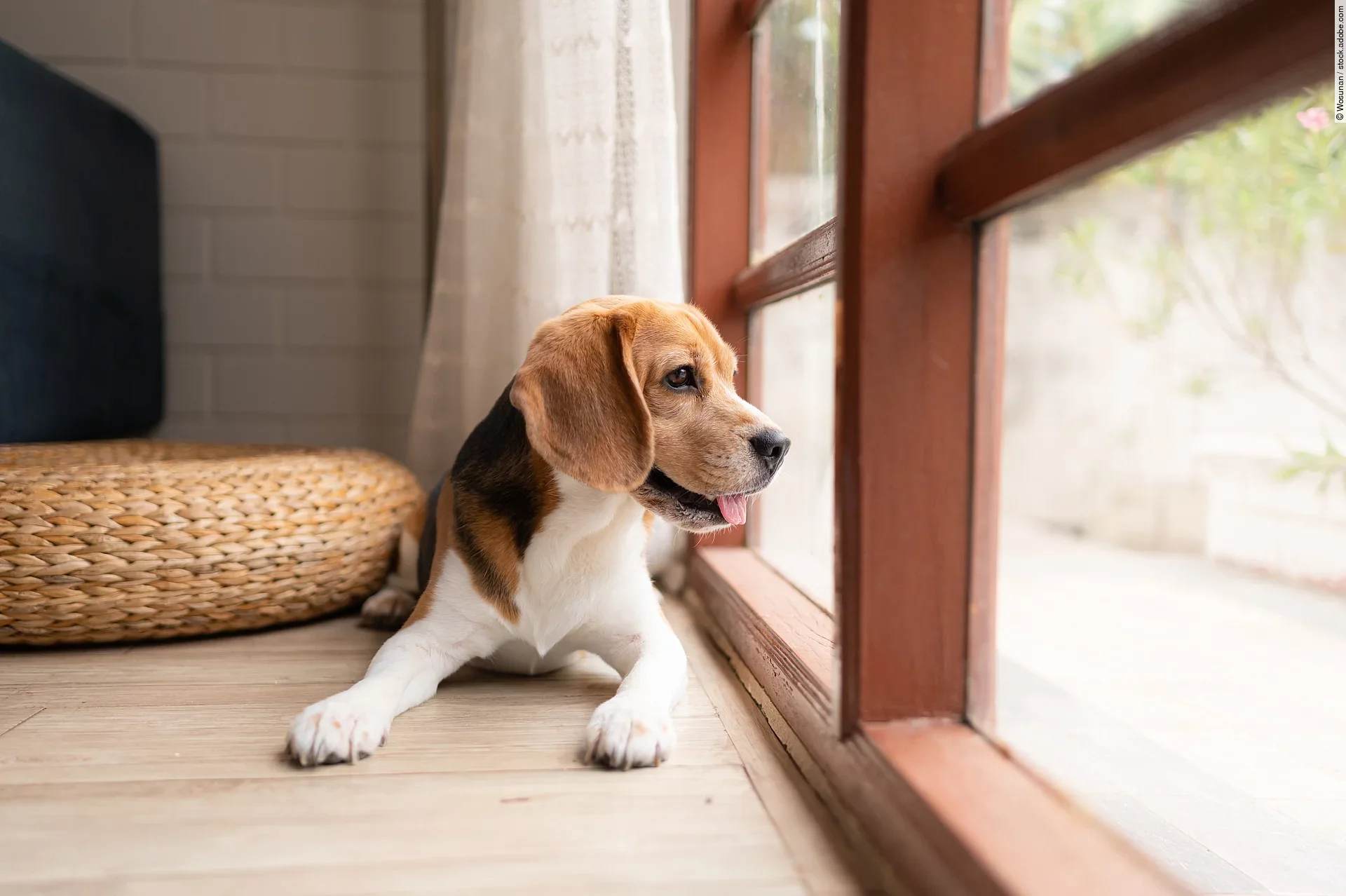Ein Beagle liegt hechelnd vor einem bodentiefen Fenster und wartet sehnsüchtig auf seine Familie.