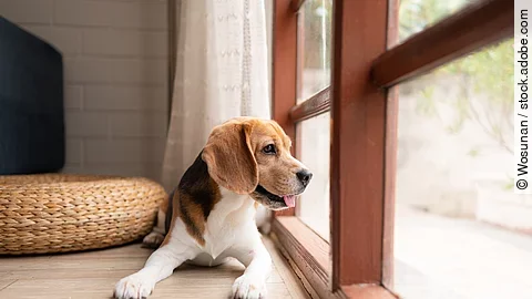 Ein Beagle liegt hechelnd vor einem bodentiefen Fenster und wartet sehnsüchtig auf seine Familie.