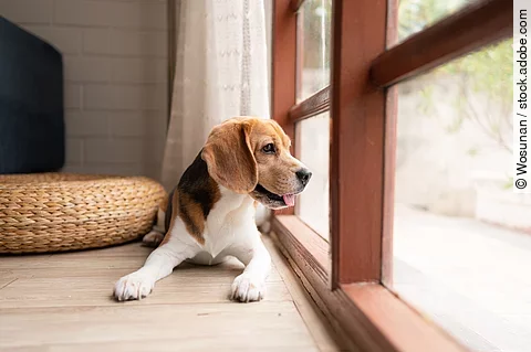 Ein Beagle liegt hechelnd vor einem bodentiefen Fenster und wartet sehnsüchtig auf seine Familie.
