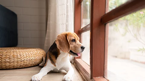 Ein Beagle liegt hechelnd vor einem bodentiefen Fenster und wartet sehnsüchtig auf seine Familie.