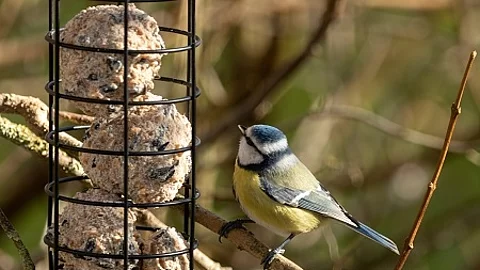Vogelfutterhaus mit Blaumeise
