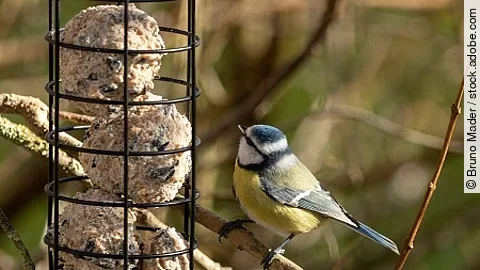 Vogelfutterhaus mit Blaumeise