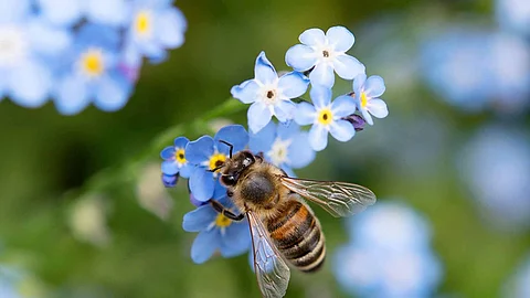 Biene bee Vergissmeinnicht forget-me-nots Garten Blume 02