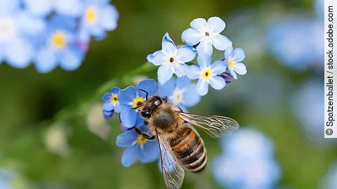 Biene bee Vergissmeinnicht forget-me-nots Garten Blume 02