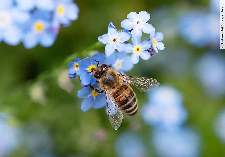 Biene bee Vergissmeinnicht forget-me-nots Garten Blume 02