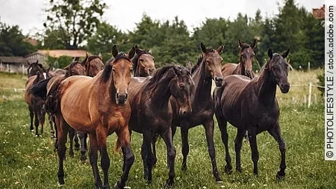herd of horses on pasture