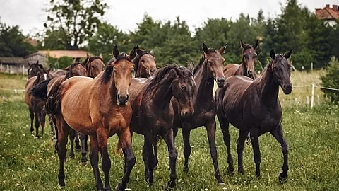 herd of horses on pasture