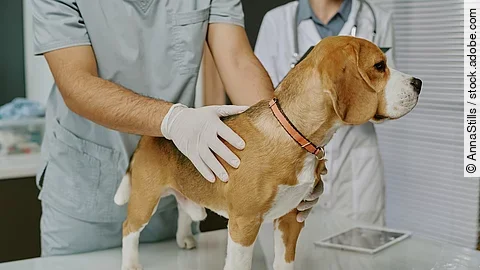 Ein Tierarzt untersucht einen Hund in einem Praxisraum. Der Hund steht auf einem Behandlungstisch. Der Hund ist ein Beagle. Eine weitere Tierärztin steht in einem weißen Kittel daneben und trägt ein Stethoskop um den Hals.