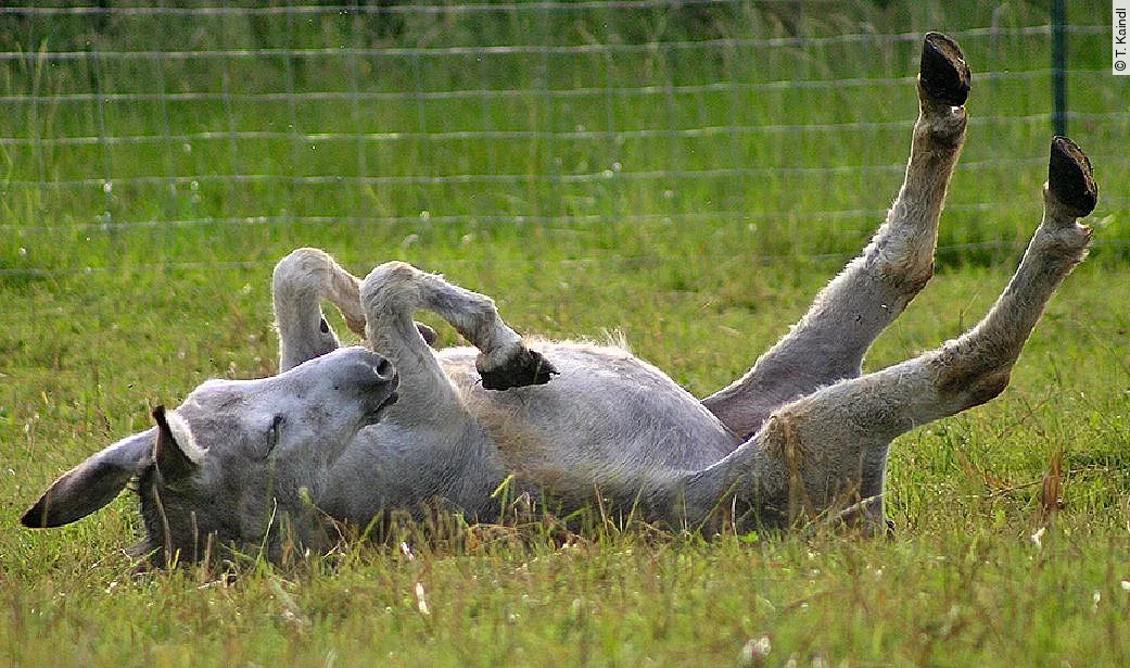 Ein grauer Esel wälzt sich genüsslich auf einer grünen Weide.