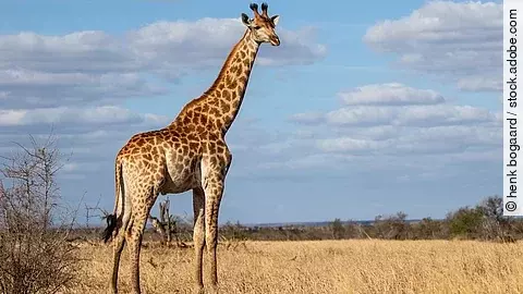 Eine Giraffe steht in der Savanne vor blauem Himmel mit Wolken im Krüger-Nationalpark. Die Giraffe schaut aufmerksam zur Seite. 