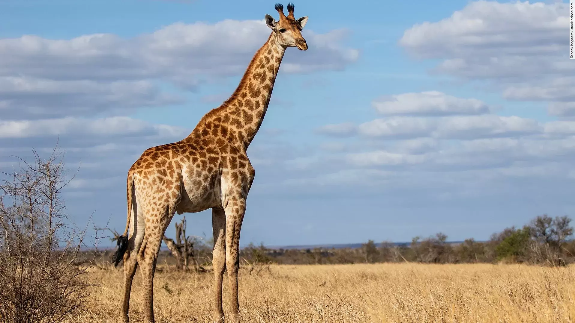 Eine Giraffe steht in der Savanne vor blauem Himmel mit Wolken im Krüger-Nationalpark. Die Giraffe schaut aufmerksam zur Seite. 