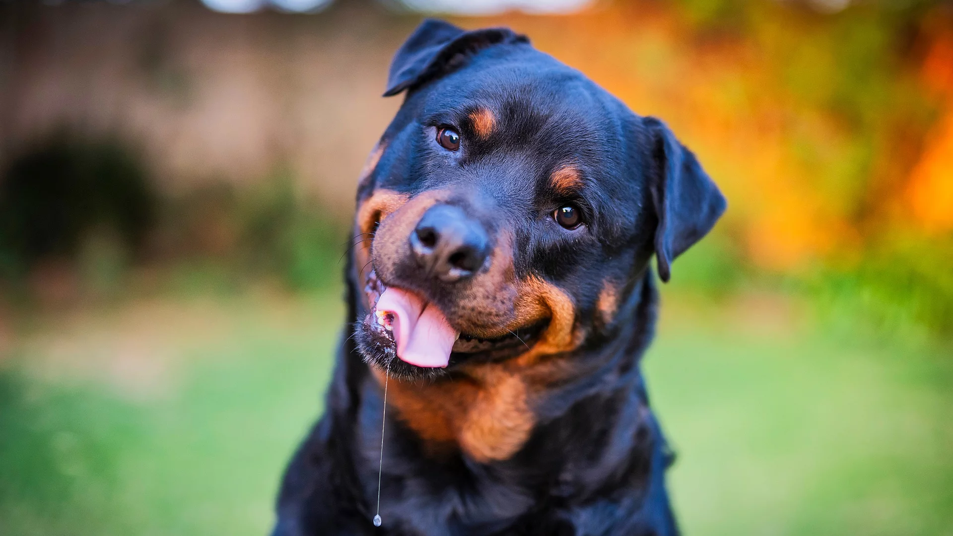 Ein Rottweiler sitzt hechelnd auf grünem Gras. Dabei läuft ihm Speichel aus dem Maul. Im Hintergrund sieht man herbstliche Büsche.