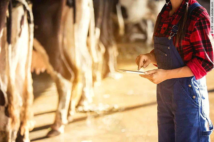 Farming, and animal husbandry concept - Woman or farmer with tablet and cows in cowshed on dairy farm.