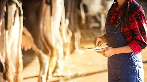 Farming,  and animal husbandry concept -  Woman  or farmer with tablet and cows in cowshed on dairy farm.