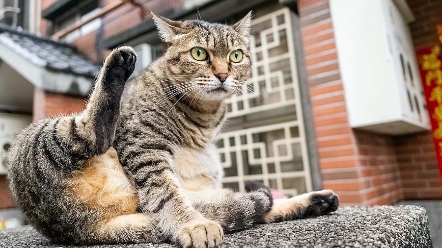 Eine getigerte Katze sitzt draußen vor einem roten Backsteinhaus und putzt sich.