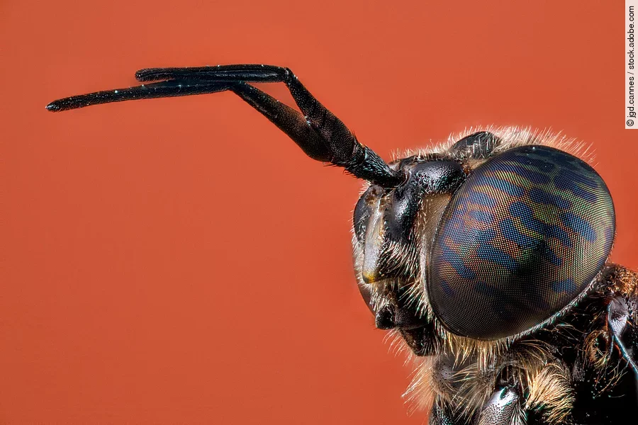 Facettenauge Facettenauge