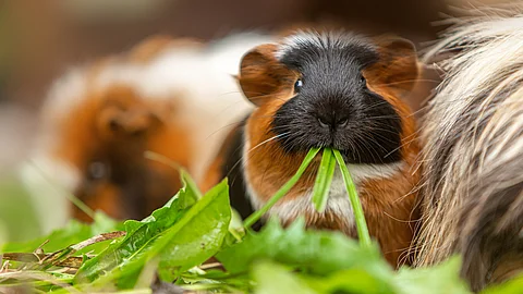 Ein Meerschweinchen sitzt mit anderen Meerschweinchen in einer Gruppe zusammen und frisst Grünfutter.
