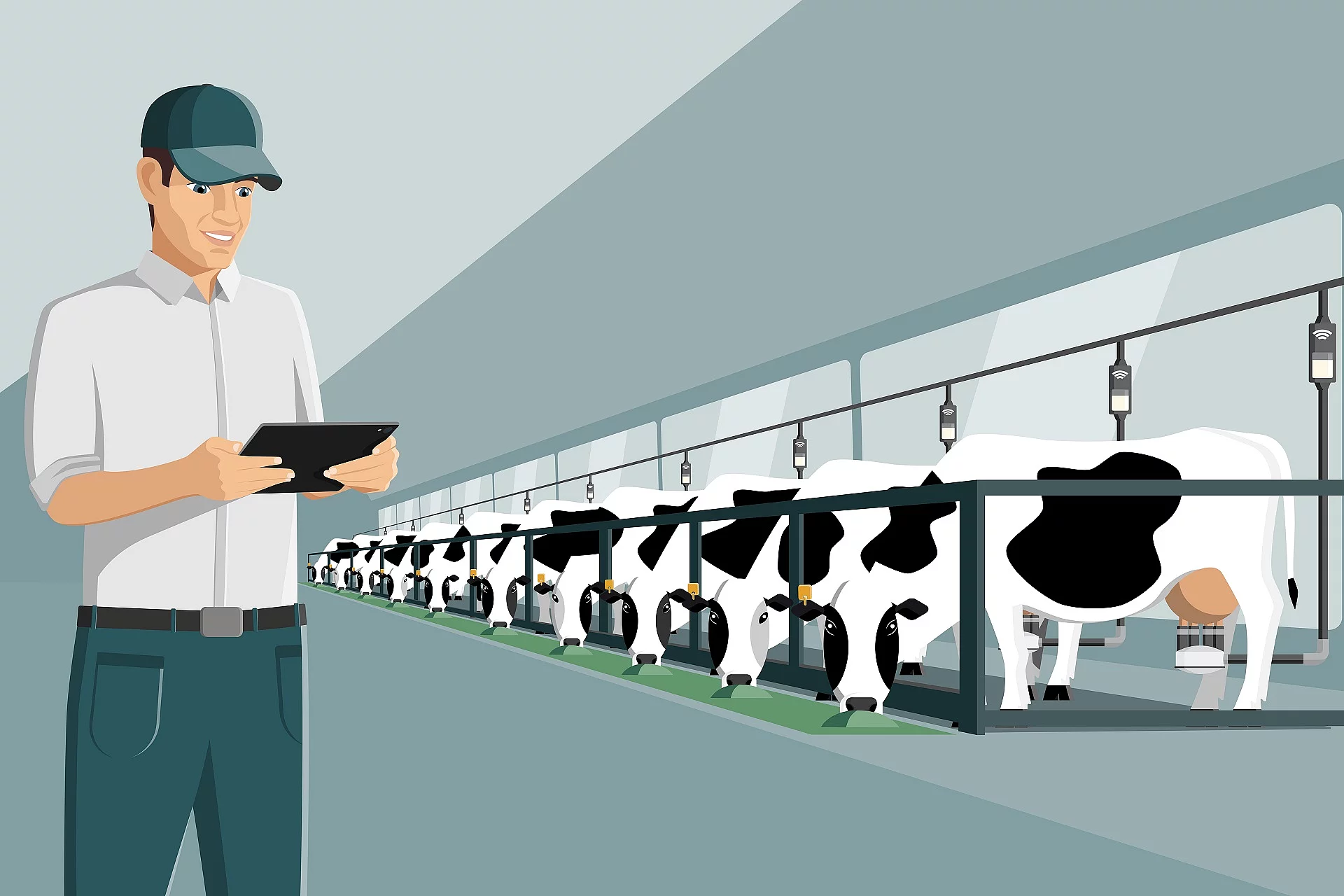 Eine Grafik eines Milchviehbetriebs zeigt Milchkühe in einer Reihe und einen Landwirt im Vordergrund, der auf ein Tablet schaut.