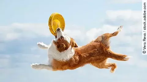 Ein Border Collie spielt am Strand mit einer gelben Frisbee. Der Hund springt hoch in die Luft und hat braun-weißes Fell. Der Himmel ist hellblau und nur wenige Wolken sind am Himmel. 