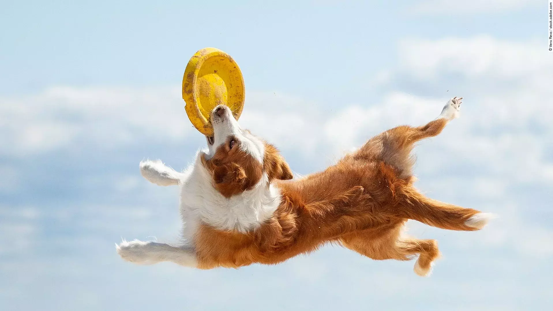 Ein Border Collie spielt am Strand mit einer gelben Frisbee. Der Hund springt hoch in die Luft und hat braun-weißes Fell. Der Himmel ist hellblau und nur wenige Wolken sind am Himmel. 