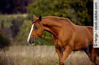 Brown horse standing in high grass in forest by sunset with dark