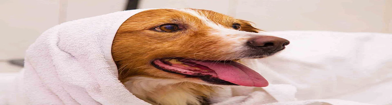 Hund mit einem Handtuch über dem Kopf.
