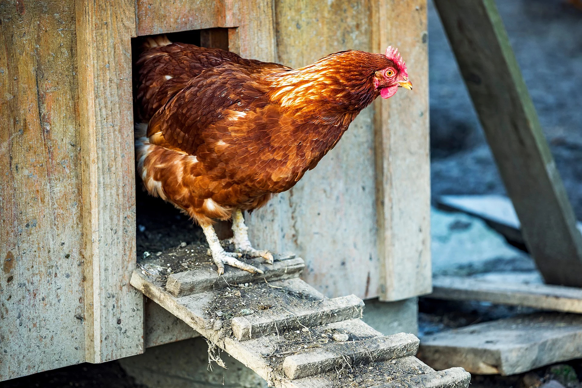 Ein Huhn kommt aus dem Stall und läuft eine Rampe runter. Das Huhn hat ein rötliches Gefieder. Der Stall ist aus Holz. 