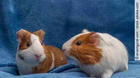 Meerschweinchen Meerschweinchen