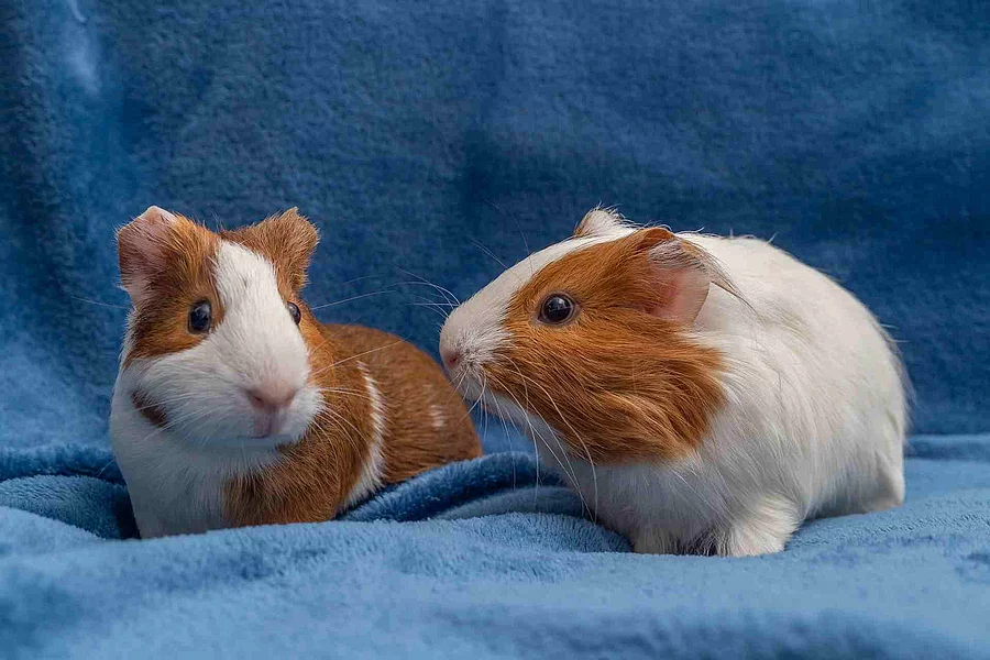 Meerschweinchen Meerschweinchen