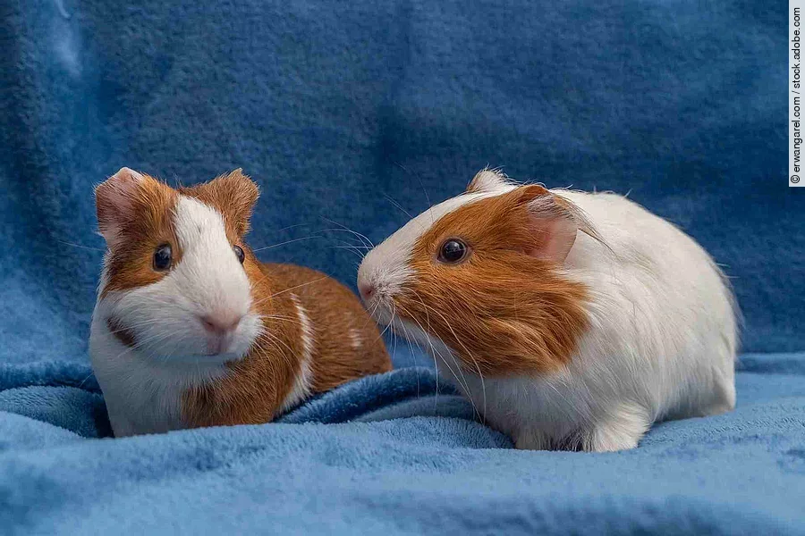 Meerschweinchen Meerschweinchen