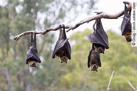 Flying Foxes Hanging in a Tree