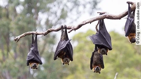 Flying Foxes Hanging in a Tree