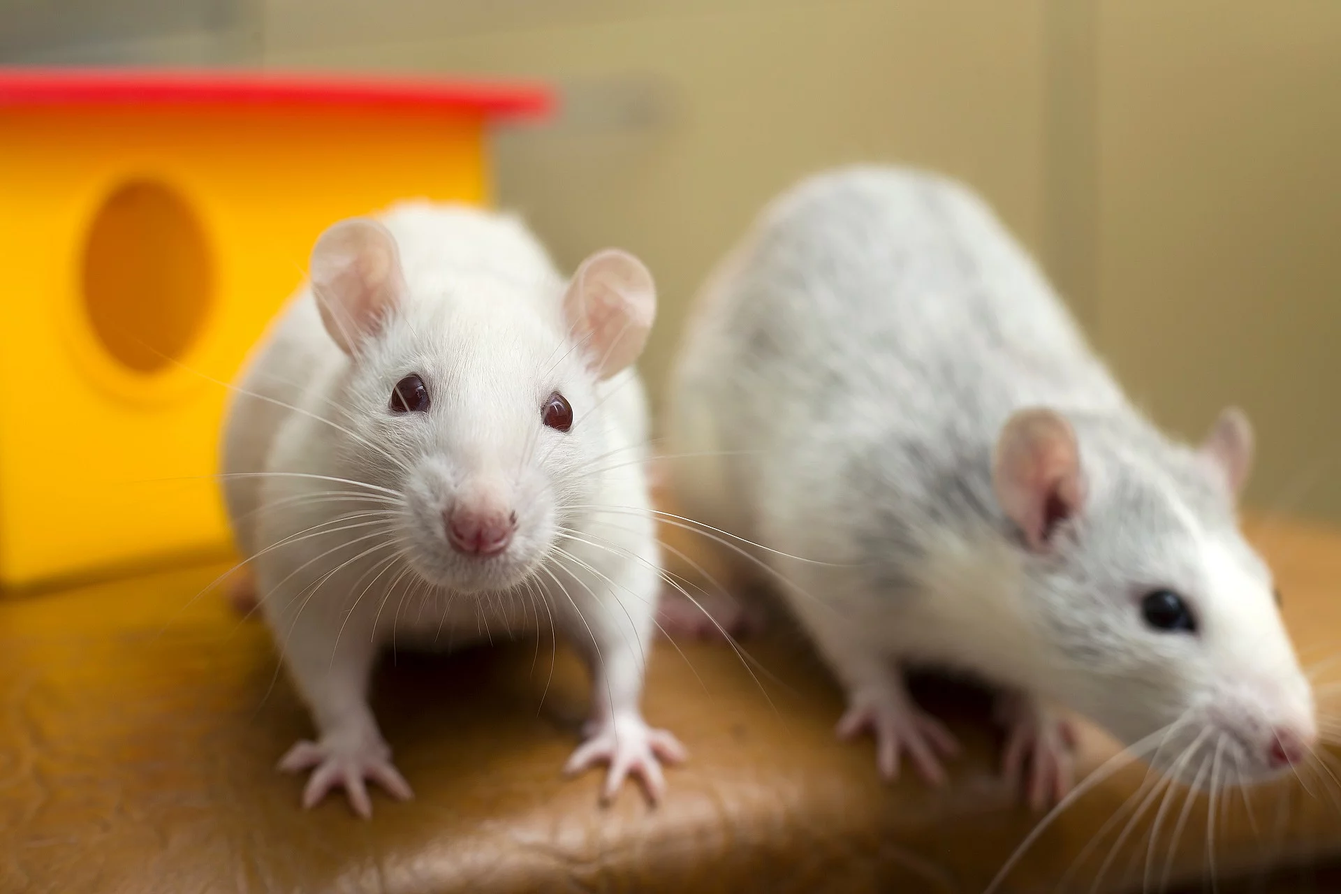 Ratten