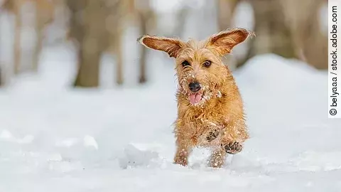Ein kleiner brauner Hund rennt durch den hohen Schnee.