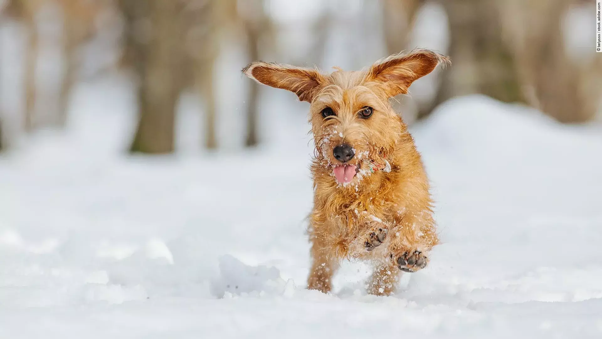 Ein kleiner brauner Hund rennt durch den hohen Schnee.