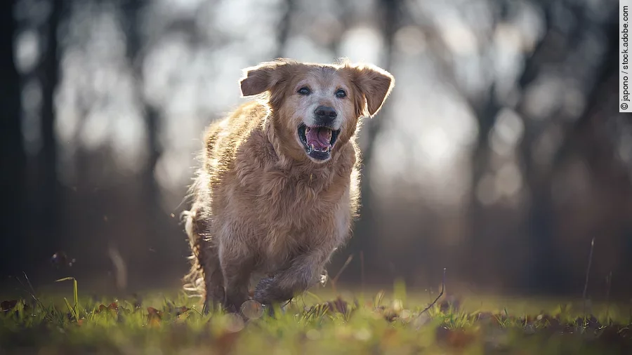 happy dog running Ein Hund rennt über eine Wiese.