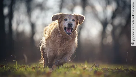 Ein Hund rennt über eine Wiese.