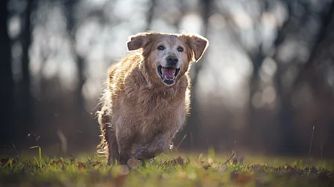 Ein Hund rennt über eine Wiese.