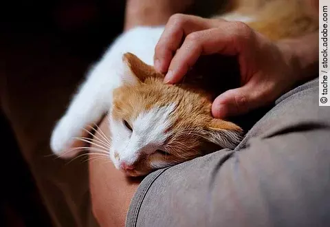 Eine Katze mit rotem Fell liegt auf dem Arm von einer Person. Die Person streichelt mit einer Hand der Katze über dem Kopf. Sie trägt ein T-Shirt. Die Katze hat die Augen leicht geschlossen und wirkt entspannt. 