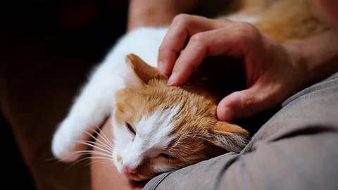 Eine Katze mit rotem Fell liegt auf dem Arm von einer Person. Die Person streichelt mit einer Hand der Katze über dem Kopf. Sie trägt ein T-Shirt. Die Katze hat die Augen leicht geschlossen und wirkt entspannt. 