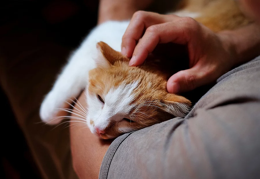 Cute cat lying on the human's hand. Eine Katze mit rotem Fell liegt auf dem Arm von einer Person. Die Person streichelt mit einer Hand der Katze über dem Kopf. Sie trägt ein T-Shirt. Die Katze hat die Augen leicht geschlossen und wirkt entspannt.