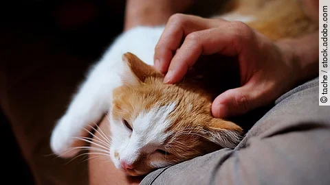 Eine Katze mit rotem Fell liegt auf dem Arm von einer Person. Die Person streichelt mit einer Hand der Katze über dem Kopf. Sie trägt ein T-Shirt. Die Katze hat die Augen leicht geschlossen und wirkt entspannt. 