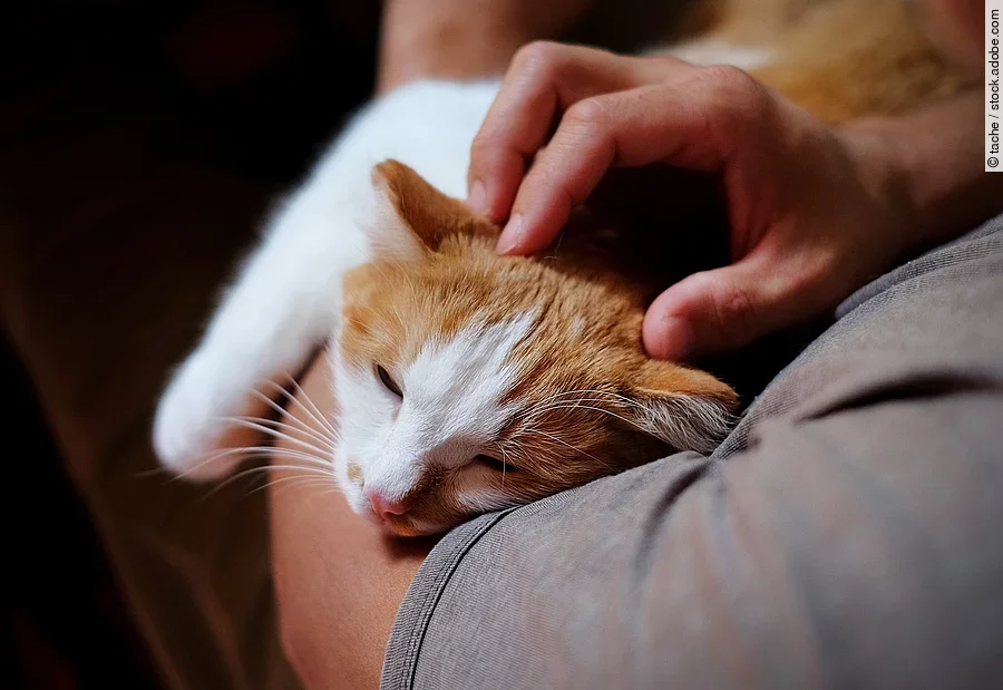 Eine Katze mit rotem Fell liegt auf dem Arm von einer Person. Die Person streichelt mit einer Hand der Katze über dem Kopf. Sie trägt ein T-Shirt. Die Katze hat die Augen leicht geschlossen und wirkt entspannt. 