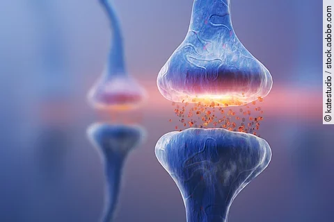Darstellung einer blauen Synpase und einem Neuron.