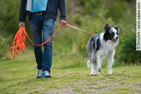 Border Collie an der Schleppleine