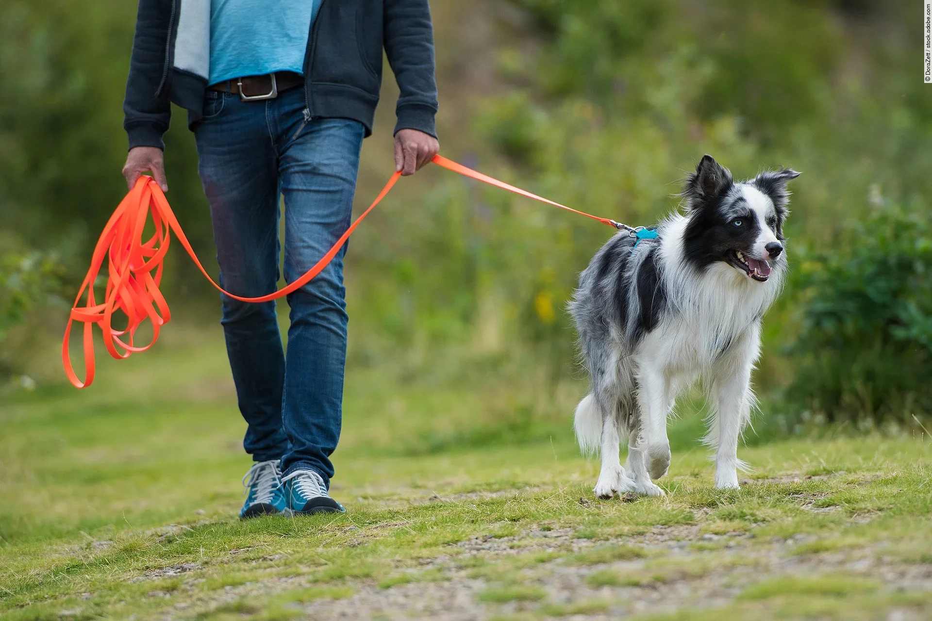 Border Collie an der Schleppleine