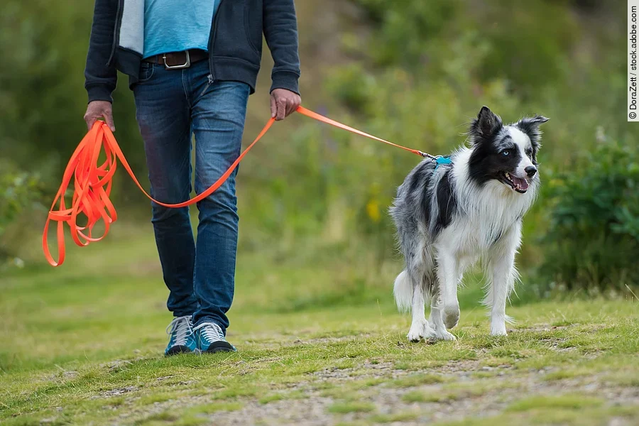 Border Collie an der Schleppleine